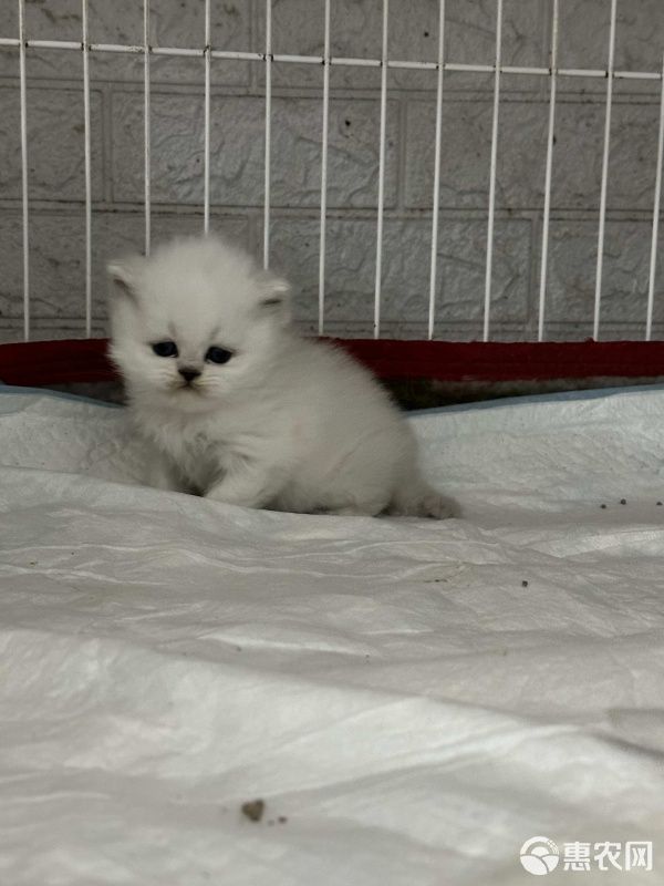 超萌猫咪宝贝上线