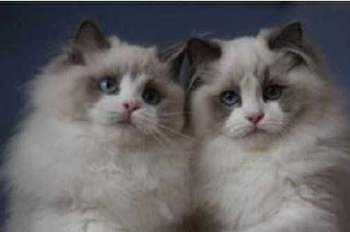 宠物托运空运变陆运死亡_国际宠物托运公司推荐信是真的吗还是假的_帮帮国际宠物托运公司投诉