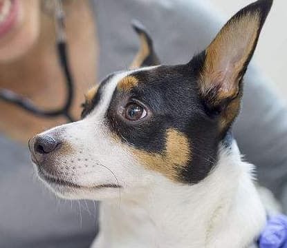 国内国际宠物托运公司天眼_国内国际宠物托运公司百度百科_国内国际宠物托运公司简介