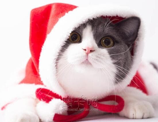 国内国际宠物托运广州_广州宠物上海国际宠物托运_宠物托运上海到广州