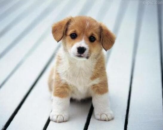 宠物托运公司资质问题_国内国际宠物托运公司老板_宠物托运死亡案例