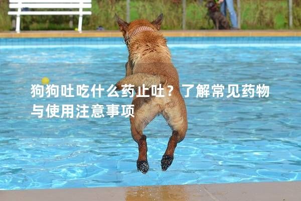 狗狗吐吃什么药止吐？了解常见药物与使用注意事项