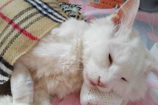 猫咪打止吐针的副作用