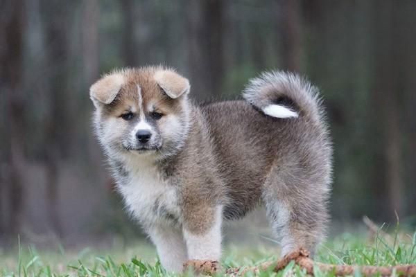 宠物绝育后肥胖怎么回事