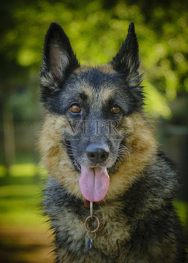 公园里的德国牧羊犬肖像。动物摄影。宠物摄影。照片摄影图片