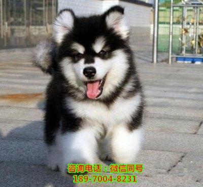 荆州哪里有狗场，哪里有店、狗