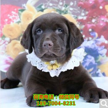 荆州哪里有狗场，哪里有店、狗