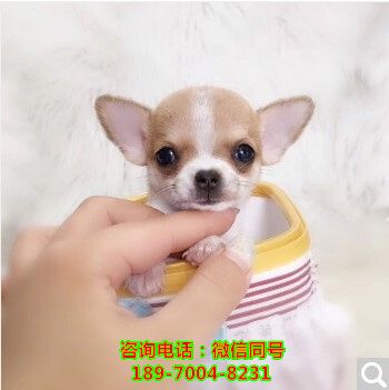 荆州哪里有狗场，哪里有店、狗