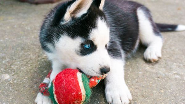 猫咪生了娃 哈士奇带娃带到没空拆家