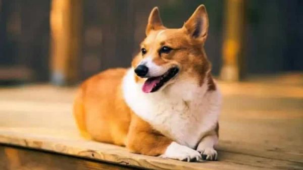 狗绝育后骂街三个月，医生说我道歉了