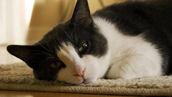 猫放屁崩出稀屎，这是什么毛病？