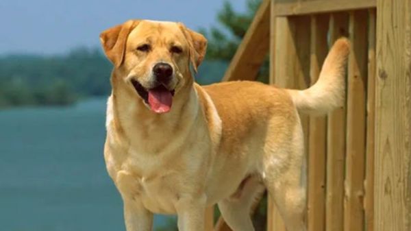 使用粘鼠板却没粘到鼠，却粘到了家里狗狗