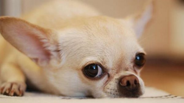 想养吉娃娃？那它的优缺点你一定得了解