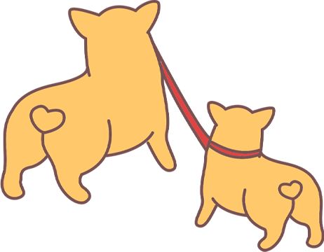 狗狗咳嗽怎么办？