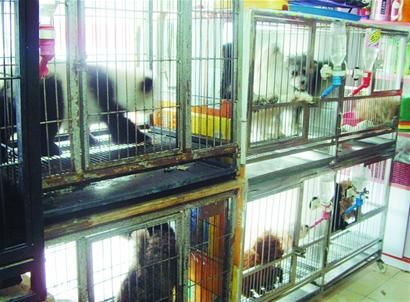 宠物春节入托要看店家脸色 价格猛涨一铺难求