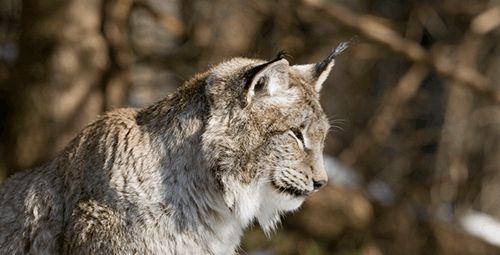 猞猁的战力不比豹子差, 养它做宠物也不错