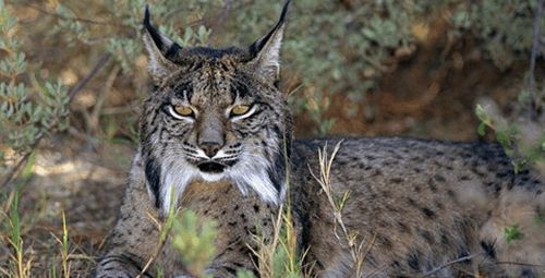 猞猁的战力不比豹子差, 养它做宠物也不错