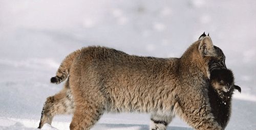 猞猁的战力不比豹子差, 养它做宠物也不错