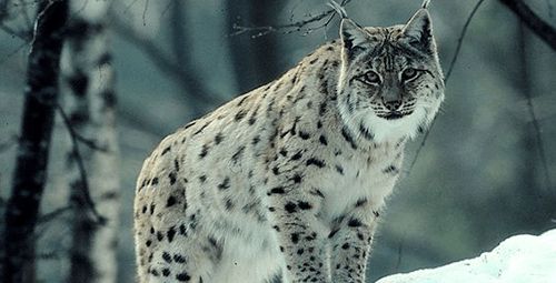 猞猁的战力不比豹子差, 养它做宠物也不错