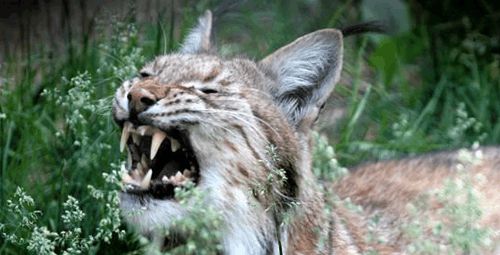 猞猁的战力不比豹子差, 养它做宠物也不错