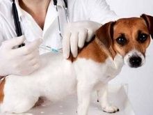 宠物医院前台接待