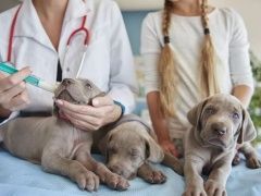 太原好专业上门给小狗小猫接种疫苗