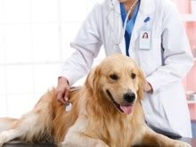 太原它它动物医院