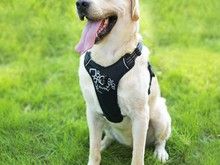 宠物犬行为习惯纠正 狗狗行为问题纠正-太原宠物培训中心