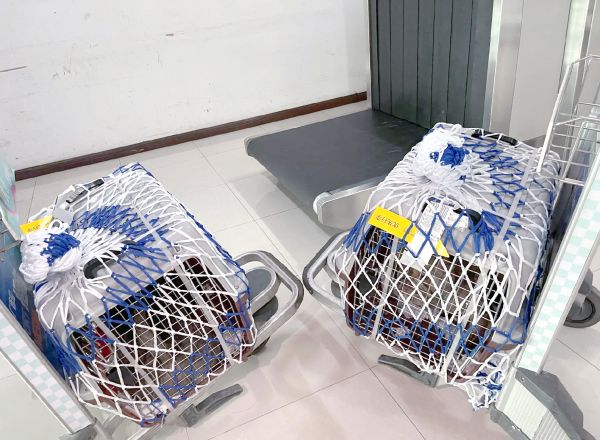 宠物猫运输专车: 朝阳宠物猫托运宠物活体运输