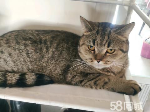 朝阳宠物赠送/领养·一年的狸花猫母猫没做绝育，育苗打完了。一年串布偶短毛猫，公猫，没做绝育
