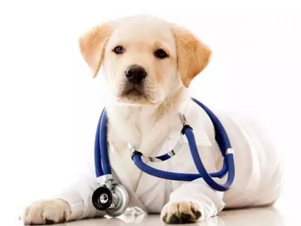 宠物医院攻略 让你的宠物得到较好的治疗