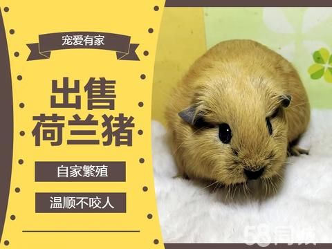 宠爱有家·荷兰猪活物宠物出售荷兰猪河南猪幼崽出售猪妞卡皮巴拉出售天竺鼠活体加州荷兰猪出售豚鼠出售