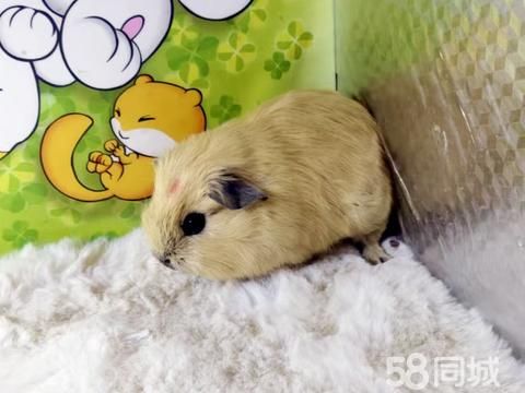 宠爱有家·家养荷兰猪活体宠物出售|荷兰猪出售|豚鼠出售|宠物猪活物大豚鼠出售|豚猪加州荷兰猪出售|自家家养荷兰猪|饲养简单加州荷兰猪，场地发货，批发零售品相好，健康有保障