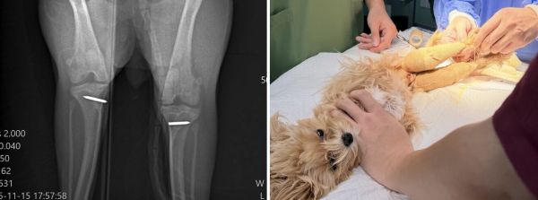 新瑞鹏上海瑞鹏宠物医院黄兴总院：专科精准诊疗，守护爱宠生命线