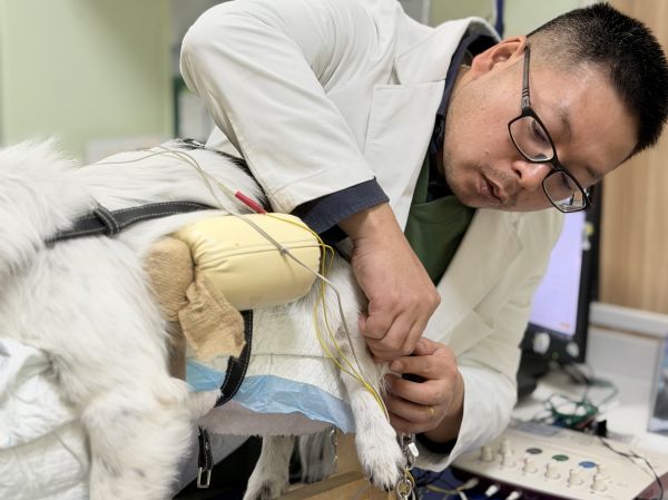 新瑞鹏上海瑞鹏宠物医院黄兴总院：专科精准诊疗，守护爱宠生命线