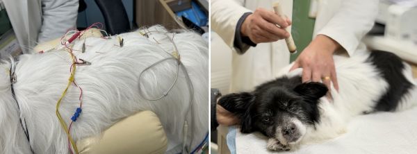 新瑞鹏上海瑞鹏宠物医院黄兴总院：专科精准诊疗，守护爱宠生命线