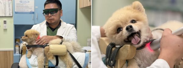 新瑞鹏上海瑞鹏宠物医院黄兴总院：专科精准诊疗，守护爱宠生命线