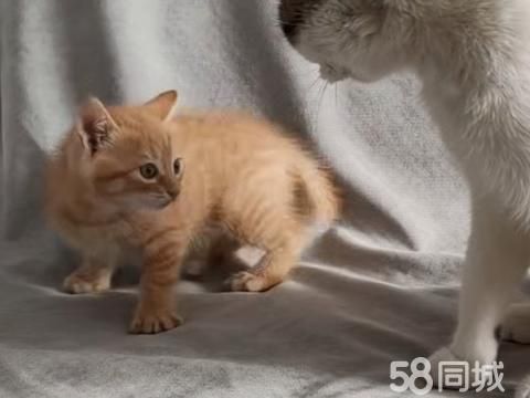 晋城宠物赠送/领养·免费送猫咪