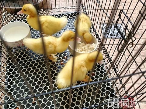 晋城宠物赠送/领养·卖科尔 宠物很可爱，但没时间喂，连鸭带笼子，谁要请联系 