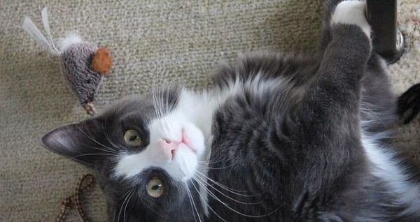 解决宠物猫咪的异食癖（如何帮助你的猫咪克服挑食习惯）