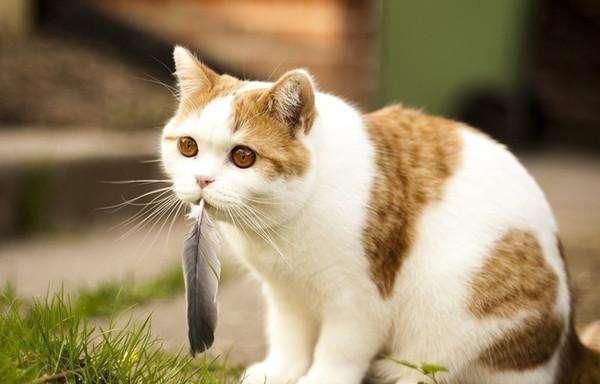 解决宠物猫咪的异食癖（如何帮助你的猫咪克服挑食习惯）