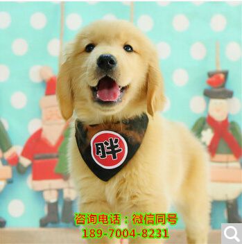 抚顺附近哪里有店狗场、出售