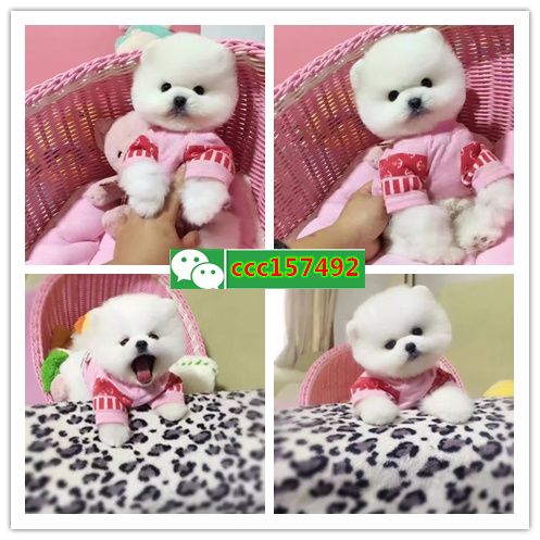 抚顺市区哪里有狗卖、抚顺哪里有宠物店