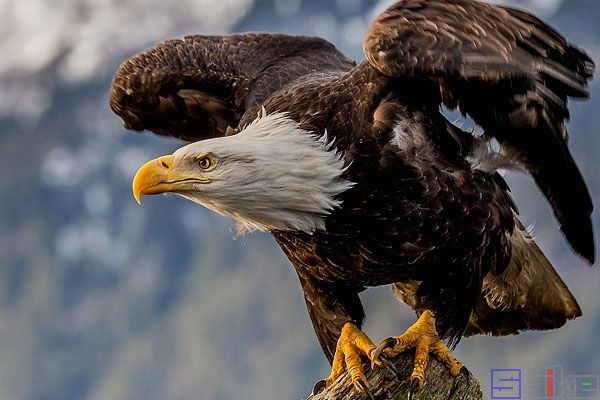 白头海雕