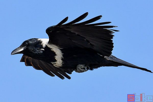 白颈鸦