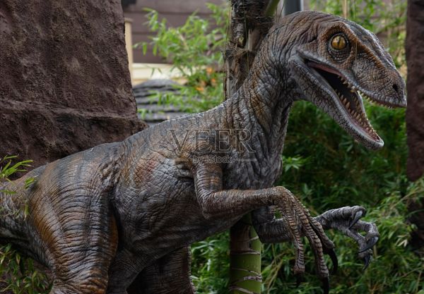 宠物猛禽照片摄影图片