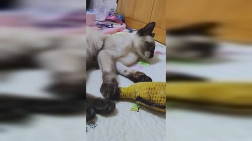 只要六六速度够快，鱼就没有防备。