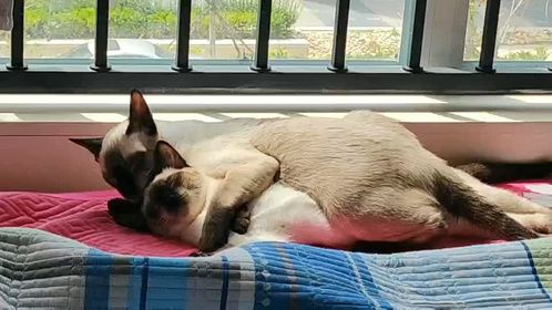 两只煤老板的日常