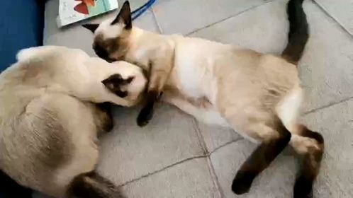 两只煤老板的日常 (2)