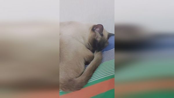 它是不是不可爱